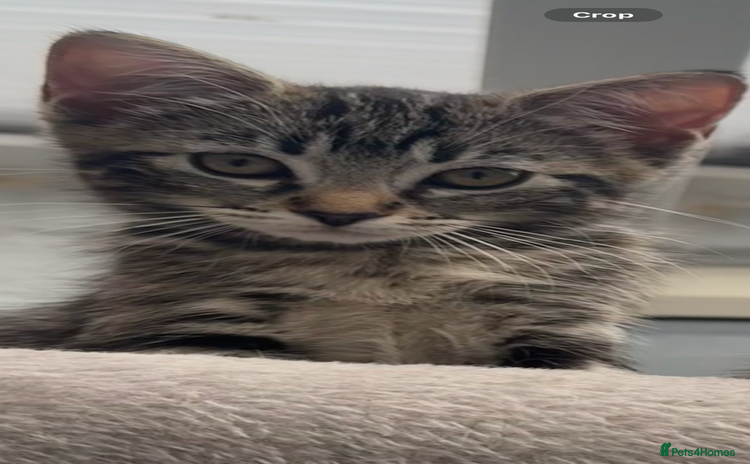 Ragdoll cats - Advert 5