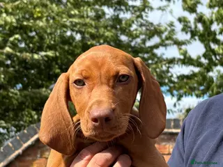 Hungarian Vizsla dogs Beautiful litter of Vizsla’s - Advert 2