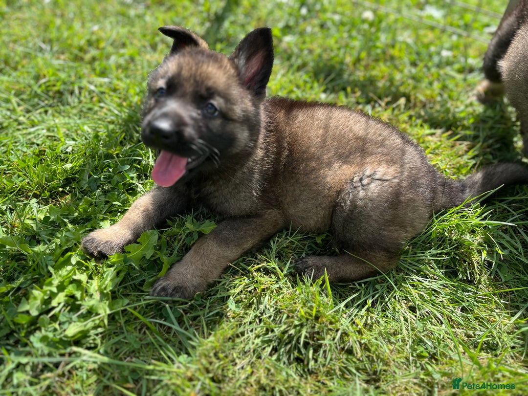 German Shepherd dogs for sale: German Shepherd Pups  - Image 19