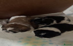 Shih Tzu dogs for sale: 3 beautiful shih tzus for sale  - Advert 10