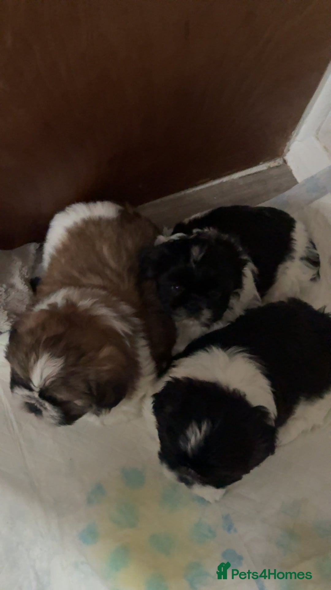 Shih Tzu dogs for sale: 3 beautiful shih tzus for sale  - Advert 10