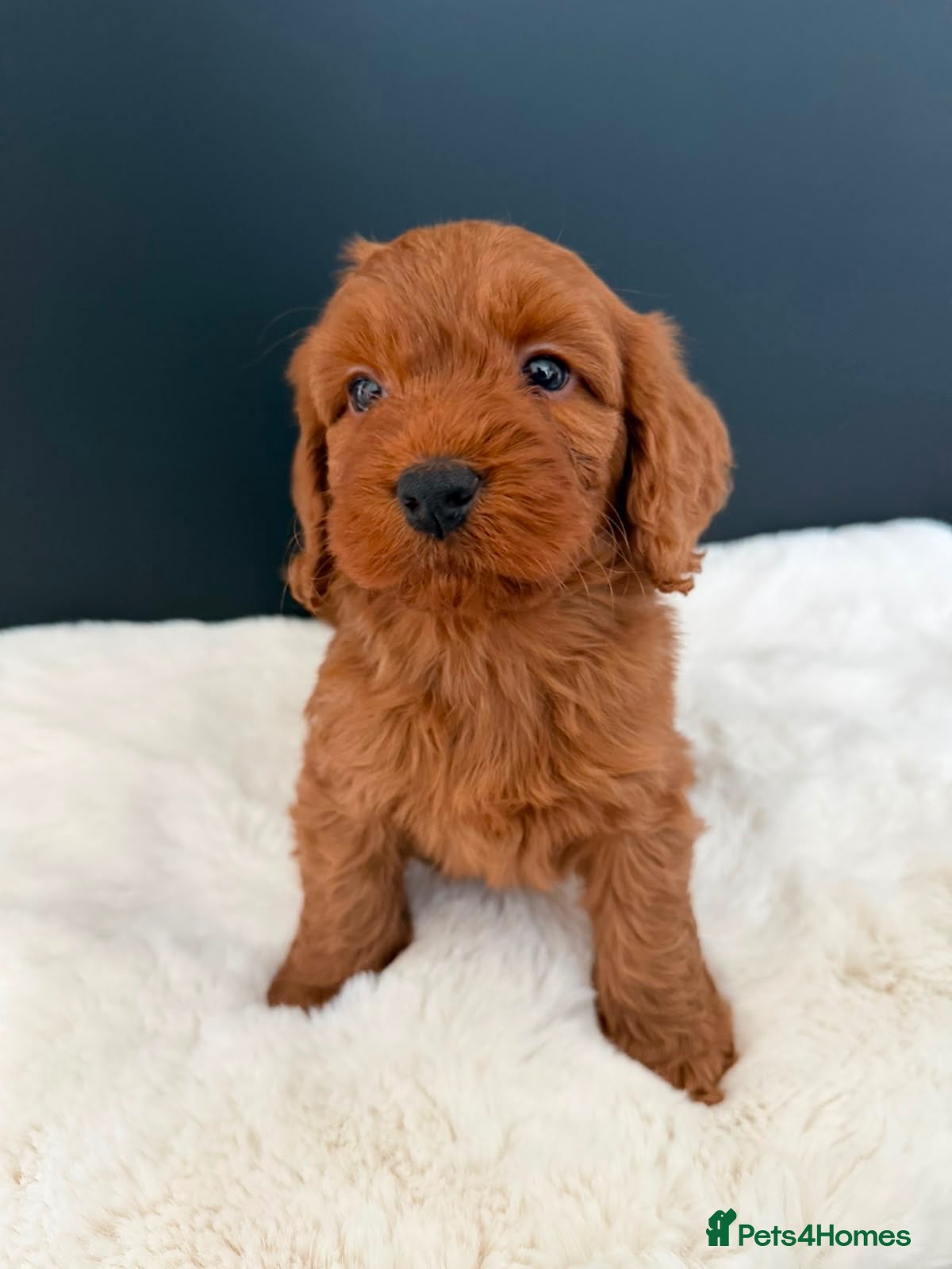 Cockapoo dogs Cockapoo Puppies - Advert 1