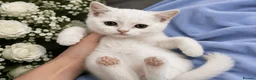 British Shorthair cats for sale: 💙🤍🤎 BSH Kittens – Chocolate, Blue & White  - Advert 8