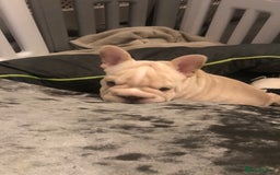 French Bulldog dogs for sale:  French bulldogs from £850 to £1700 in Liverpool - Image 26