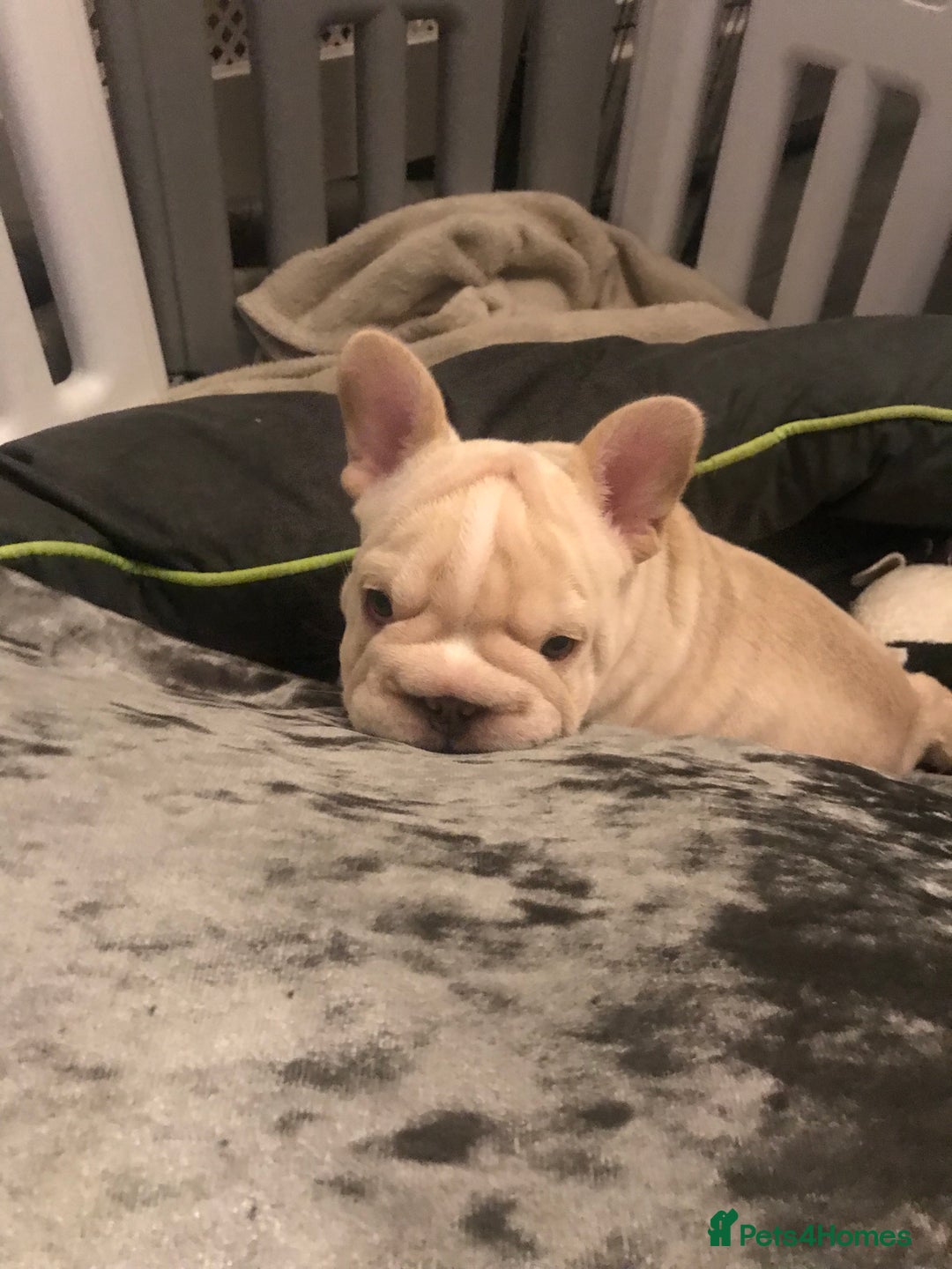 French Bulldog dogs for sale:  French bulldogs from £850 to £1700 in Liverpool - Image 26