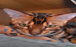Bengal cats for sale: Bengal Cat - Advert 2