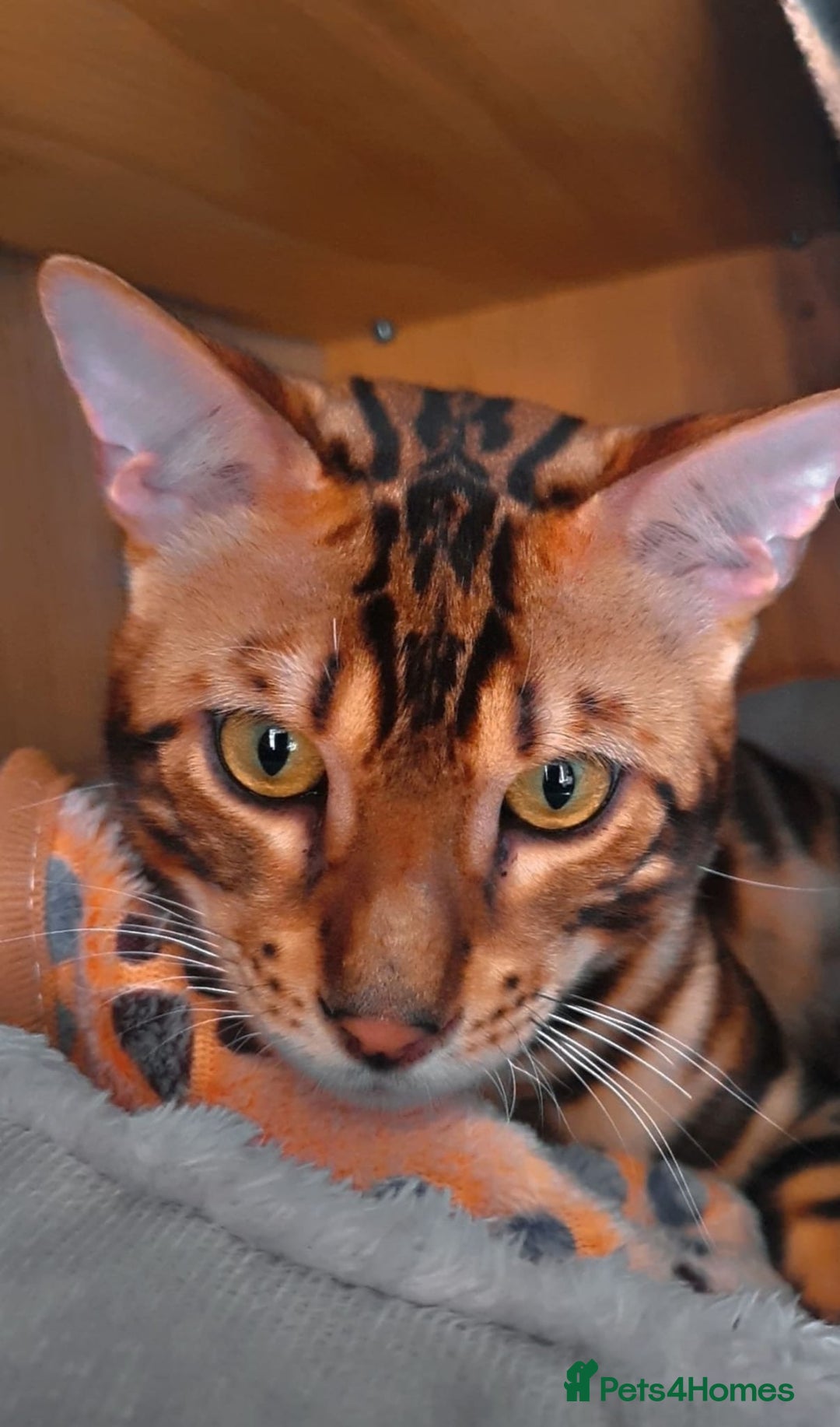 Bengal cats for sale: Bengal Cat - Advert 2