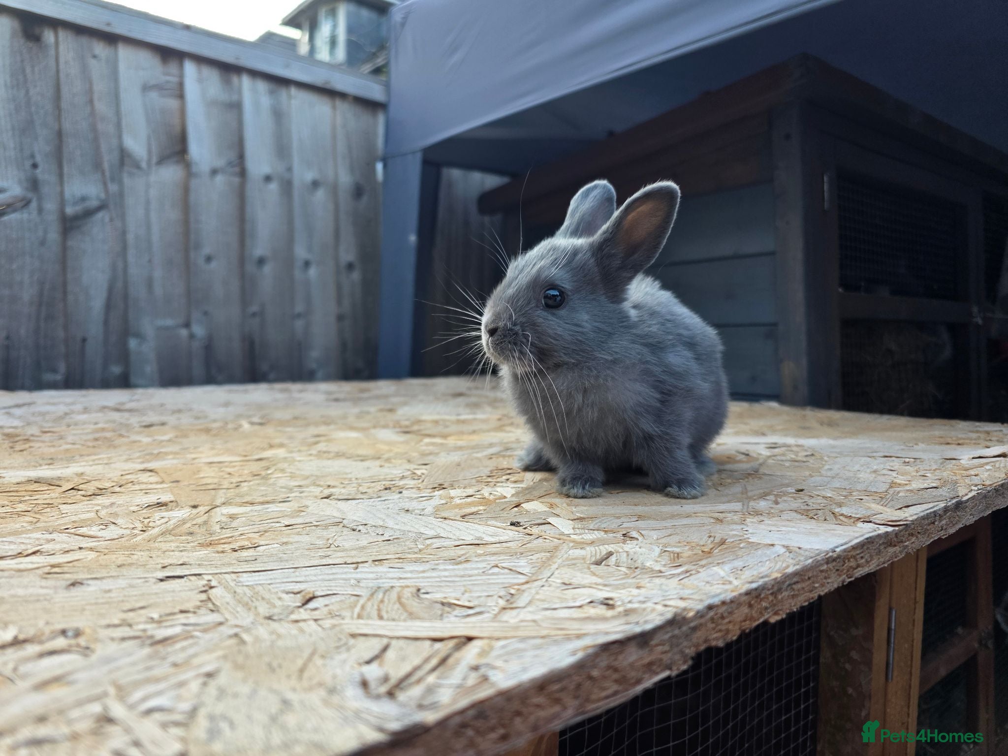 Netherland Dwarf rabbits Pure bred netherland dwarfs - Advert 1