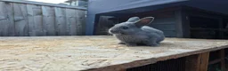 Netherland Dwarf rabbits for sale: Pure bred netherland dwarfs - Advert 1