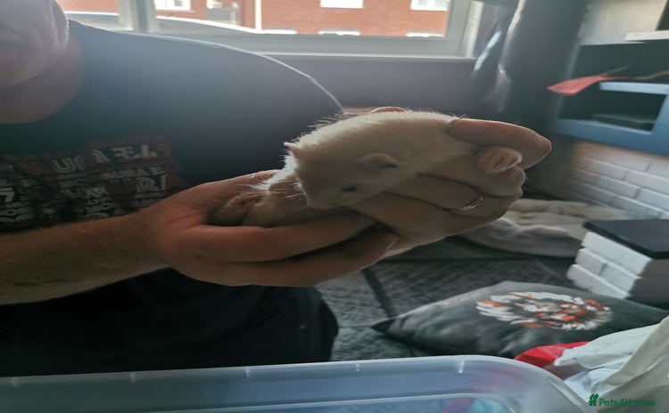 Ferret rodents - Advert 1