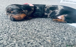 Dachshund dogs for sale: Beautiful dachshund puppies  - Image 11