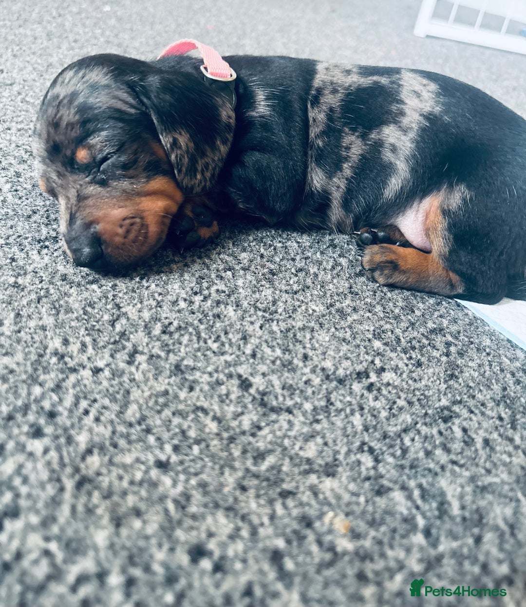 Dachshund dogs for sale: Beautiful dachshund puppies  - Image 11