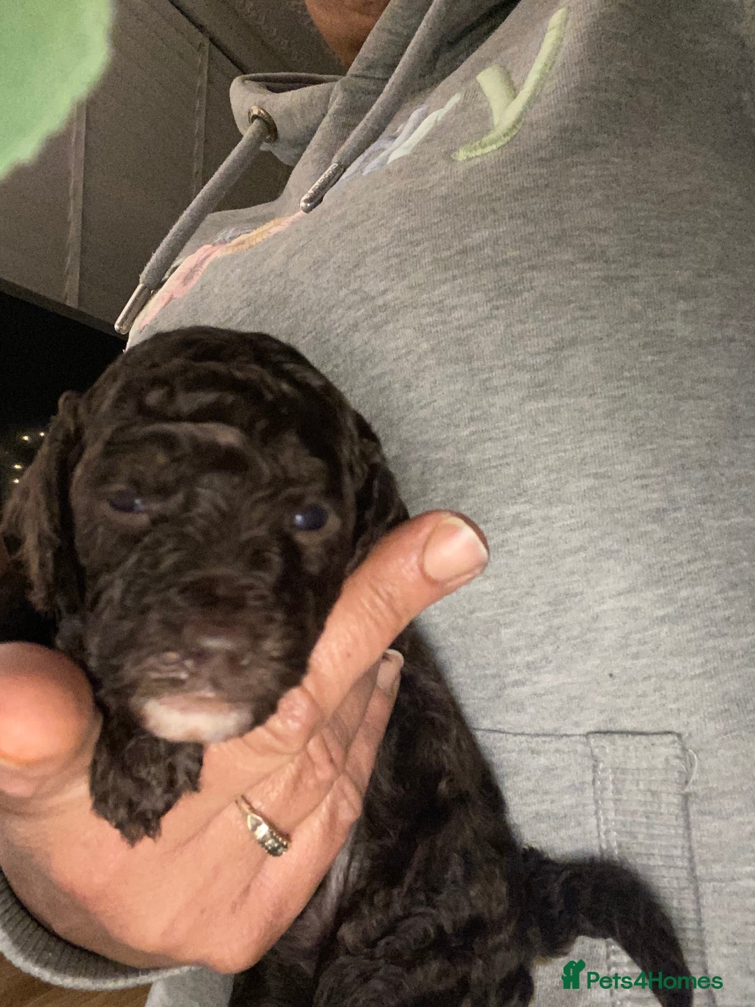 Miniature Poodle dogs for sale: Beautiful Miniature/Toy poodles  - Advert 37