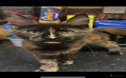 Maine Coon cats for sale:  2 beautiful maine coon kittens left - Image 15