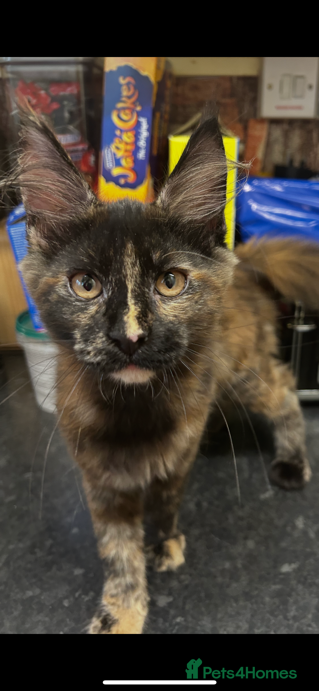 Maine Coon cats for sale:  2 beautiful maine coon kittens left - Image 15