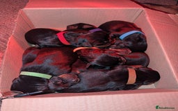 Rottweiler dogs for sale: 🐶 Rottweiler Puppies – German ADRK Bloodlines - Image 21