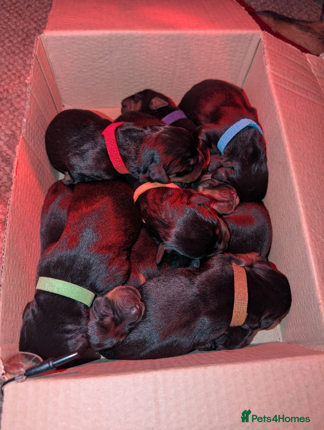 Rottweiler dogs for sale: 🐶 Rottweiler Puppies – German ADRK Bloodlines - Image 21