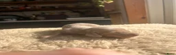 Miniature Dachshund dogs for sale: MINITURE DACHSHUND PUPPIES | DEVON in Sidmouth - Advert 3