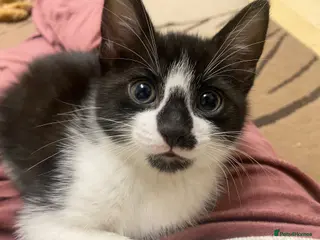 Mixed Breed cats Cute kittens - Advert 18