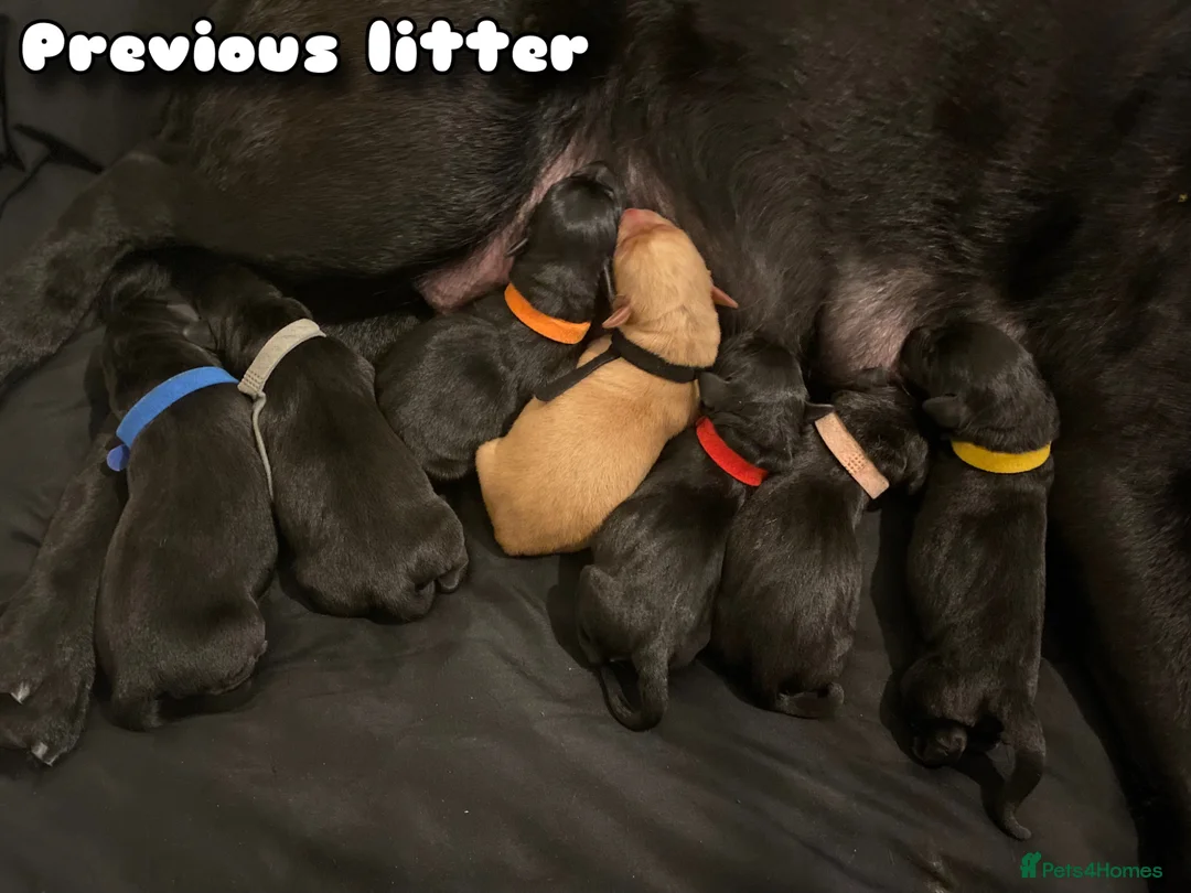 Labrador Retriever dogs for sale: KC Labrador Pups, Top Quality Pedigree, Champions  - Advert 2