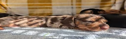Dachshund dogs for sale: LET DOWN ON LAST PUPPY DACHSHUND  - Advert 19