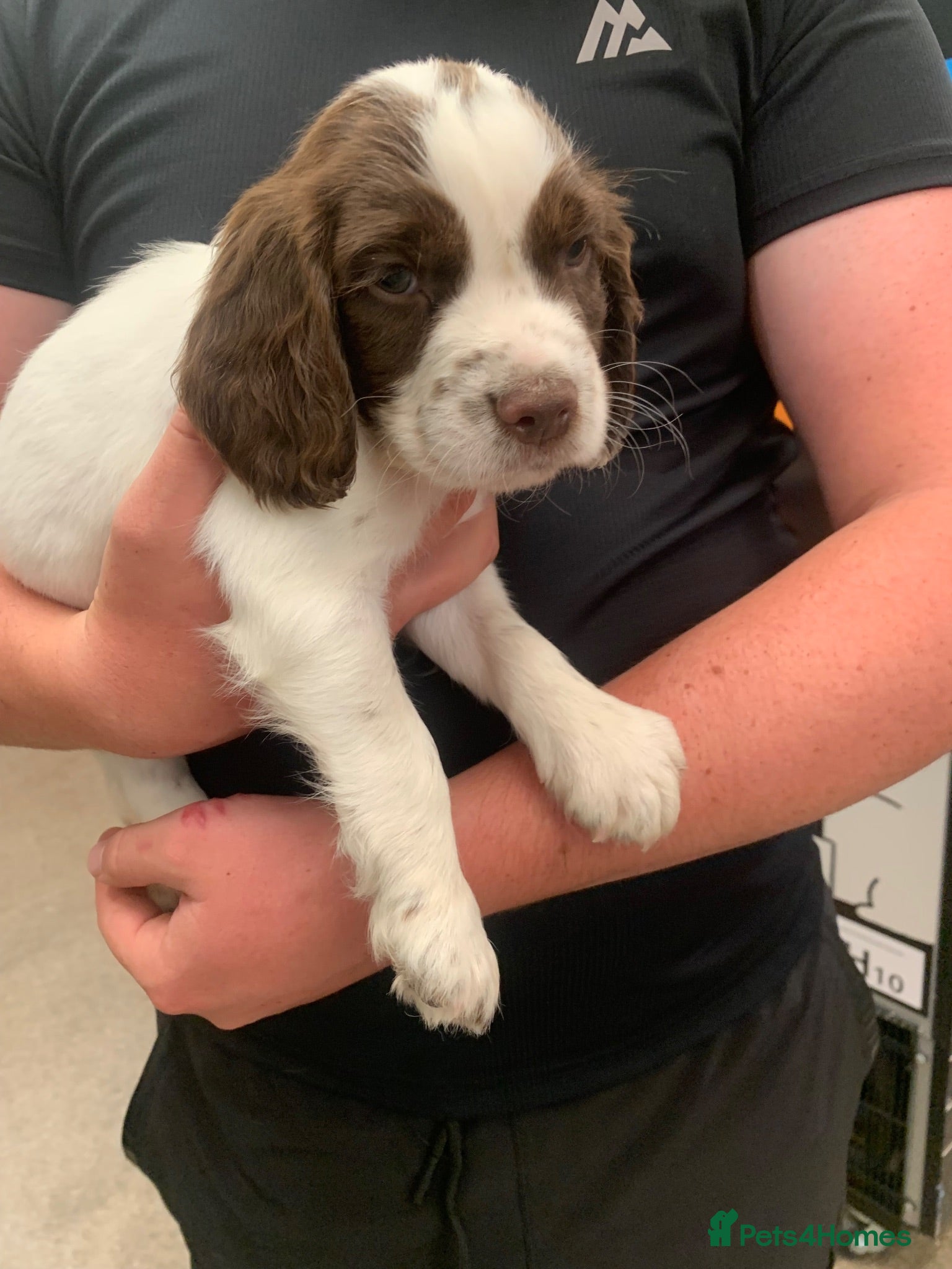 Sprocker dogs F1B litter of 8 cocker spaniels READY TO LEAVE NOW - Advert 1
