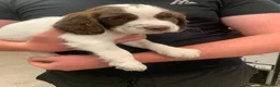Sprocker dogs for sale: 2boys2girls READY TO LEAVE NOW Cocker Spaniels - Advert 10