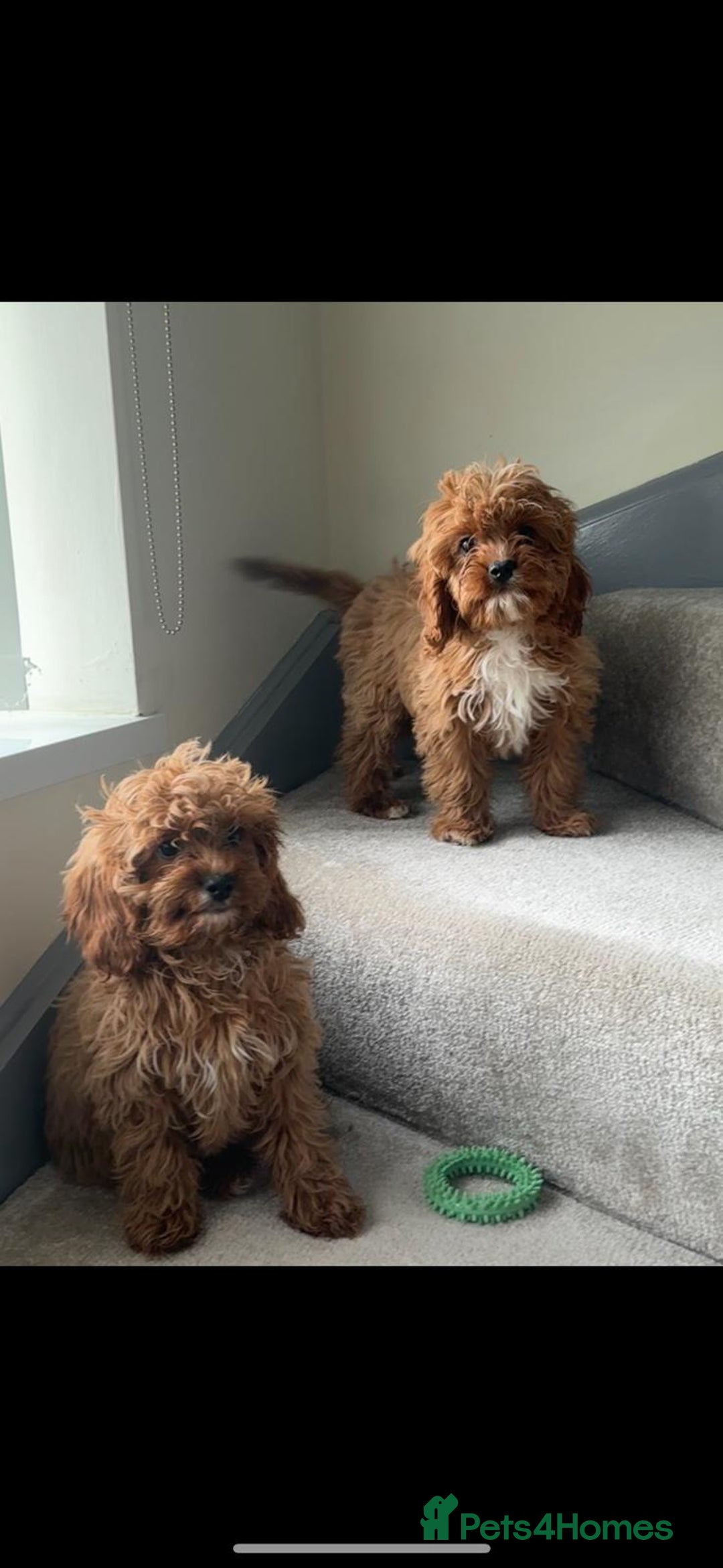 Cavapoo dogs for sale: Beautiful cavapoo puppies  - Image 6