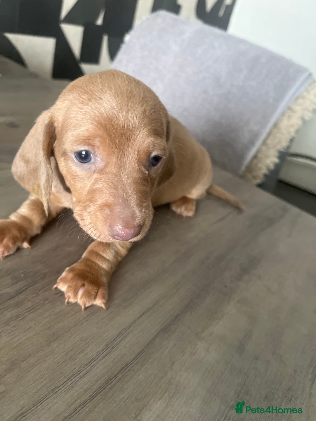 Dachshund dogs for sale: Miniature dachshunds  - Image 12