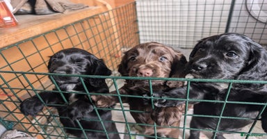 Cocker Spaniel dogs - Advert 2