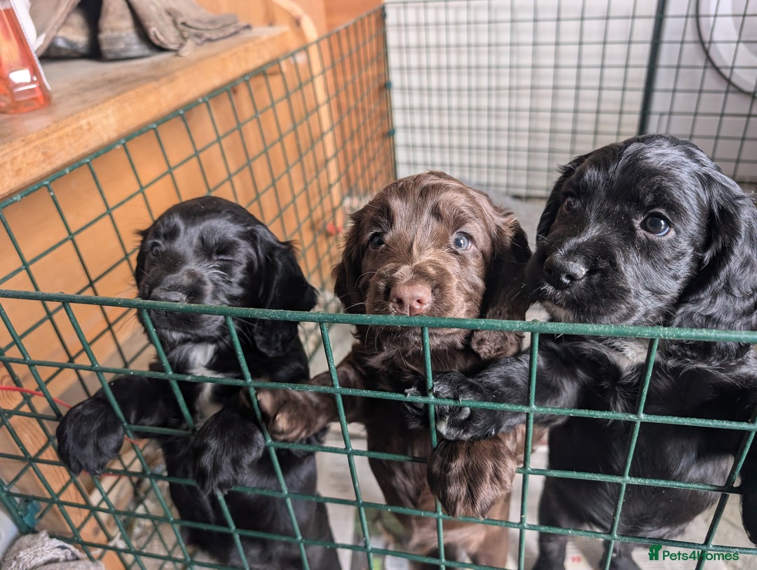 Cocker Spaniel dogs for sale: Working Cocker spaniel pups - Image 2