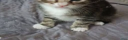 Mixed Breed cats for sale: Sweet Boy Kitten – Ready for New Home - Advert 5