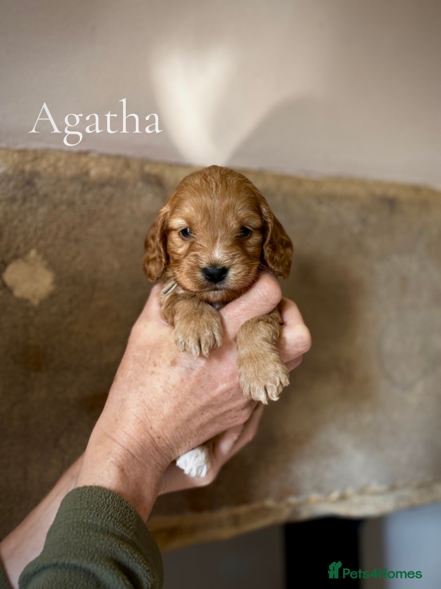 Cockapoo dogs Scrumptious Red Cockerpoos Puppies - Advert 2