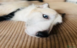 Lurcher dogs for sale: 7-8 year old Lurcher, My best friend.  - Advert 7