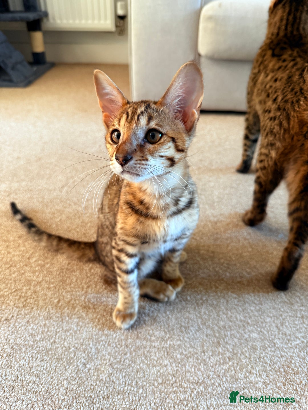 Savannah cats for sale: F3 Savannah Female Kitten Tica Reg - Image 15