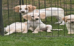 Cockapoo dogs for sale: Beautiful cockapoo pups ready now - Image 7