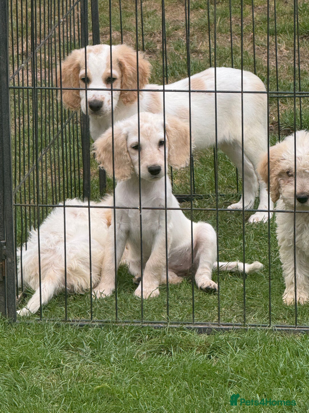 Cockapoo dogs for sale: Beautiful cockapoo pups ready now - Image 7