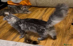 Maine Coon cats for sale: stunning Maine Coon Aberdeen  - Image 1