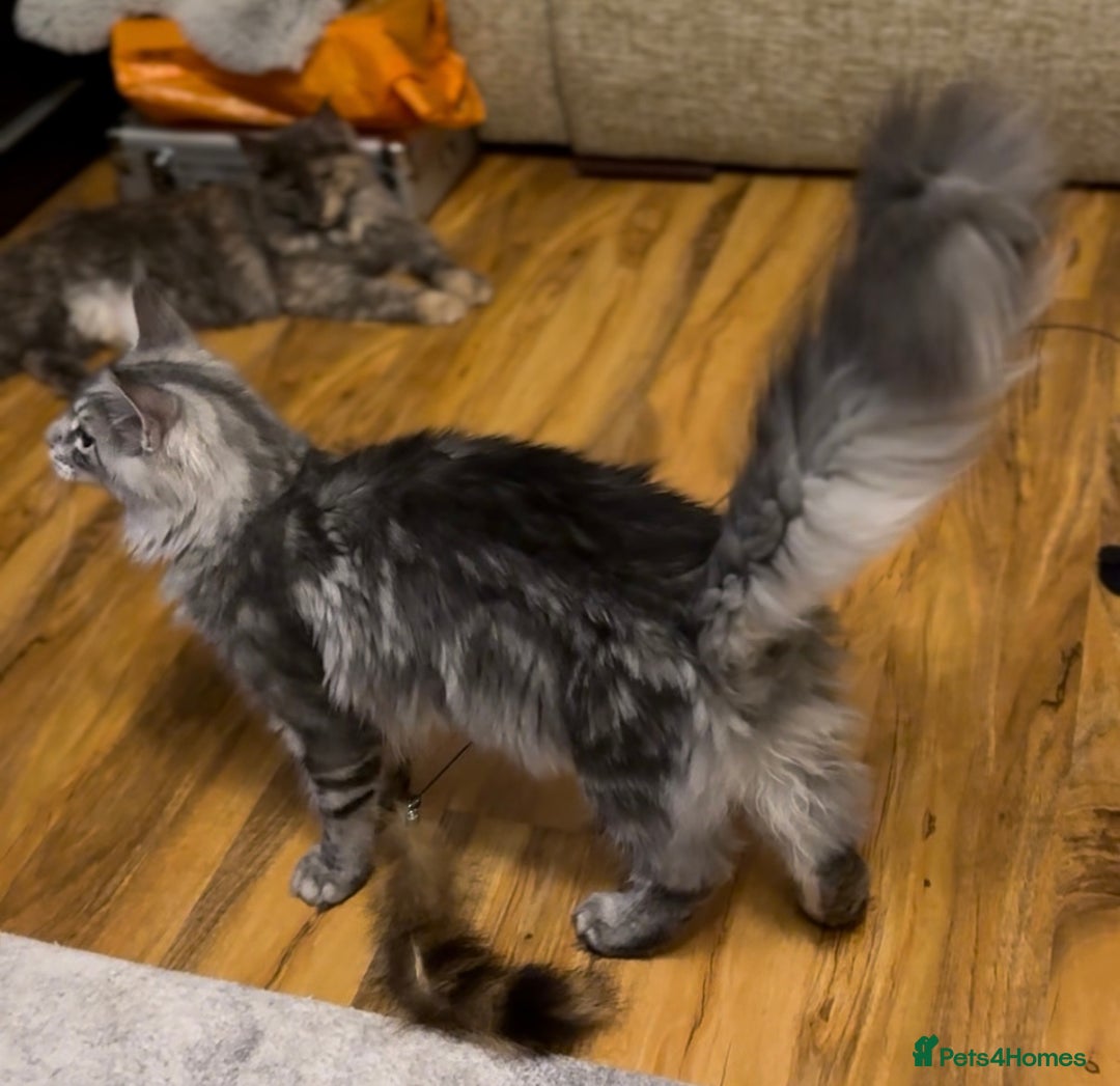 Maine Coon cats for sale: stunning Maine Coon Aberdeen  - Image 1