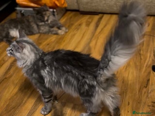 Maine Coon cats for sale - Advert 1