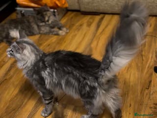 Maine Coon cats stunning Maine Coon Aberdeen - Advert 6