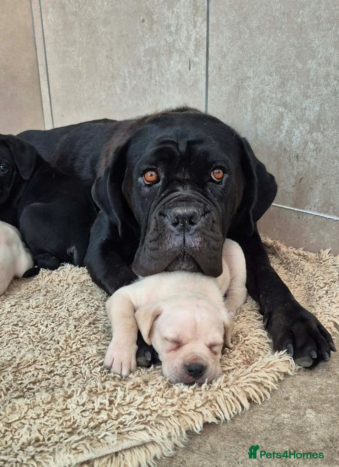 Cane Corso dogs for sale: Straw Cane Corso Pups - Advert 2