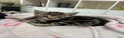 Mixed Breed cats for sale: Mixed Breed Tabby Shorthair Kittens in Sheffield - Advert 12