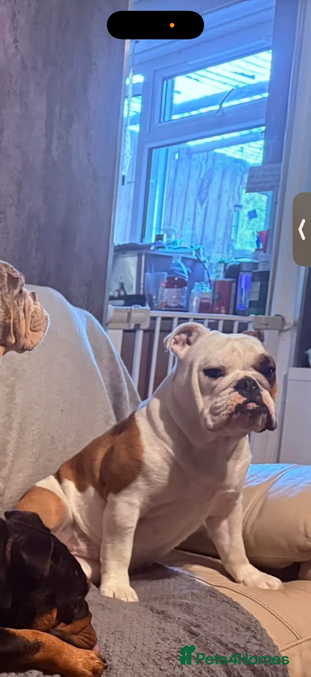 English Bulldog dogs for sale: Female English bulldog in Sheffield - Advert 9