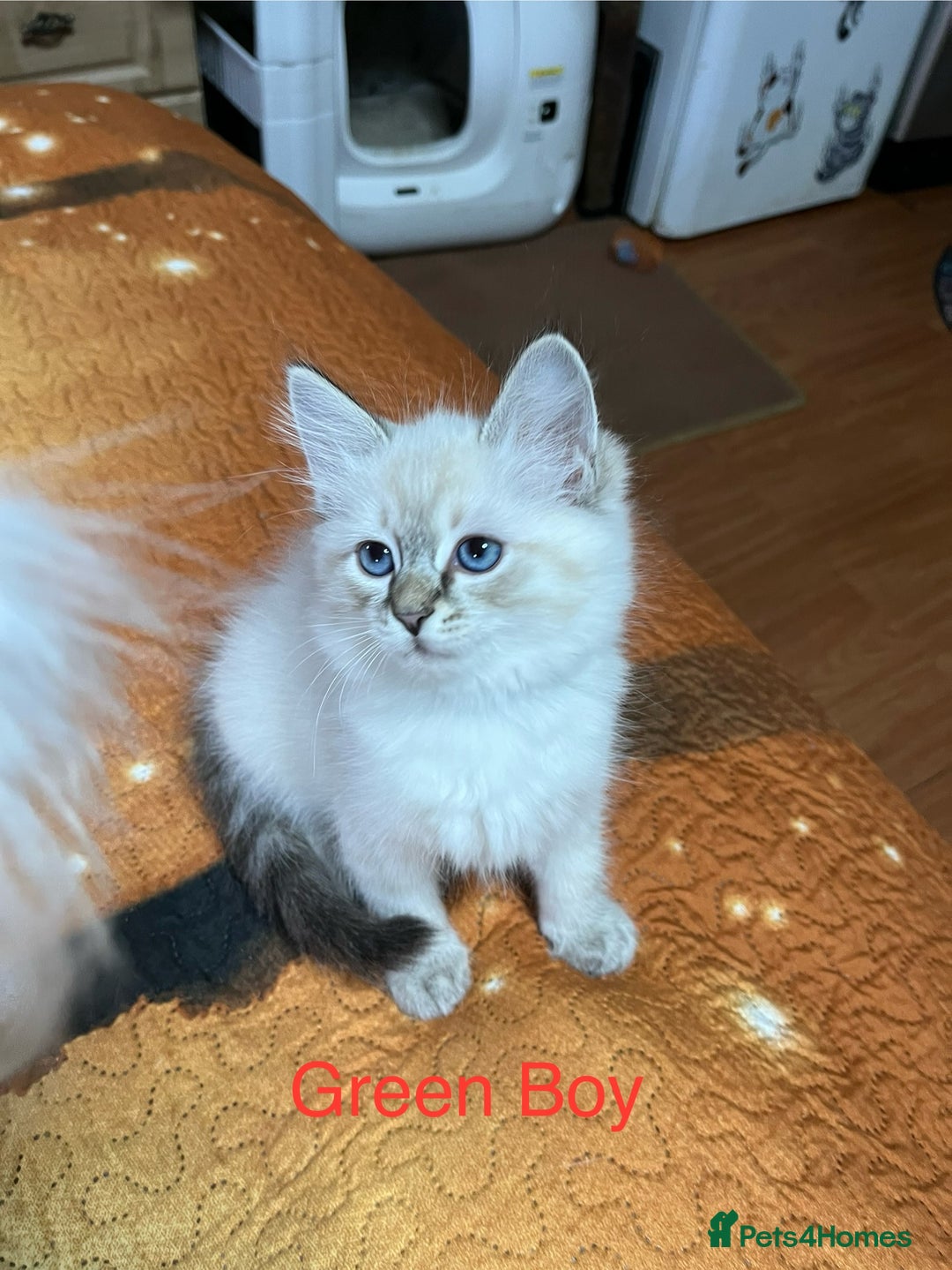 Ragdoll cats for sale: ❗️❤️5 Incredibly Beautiful Ragdoll Kittens❤️🐈  - Image 11