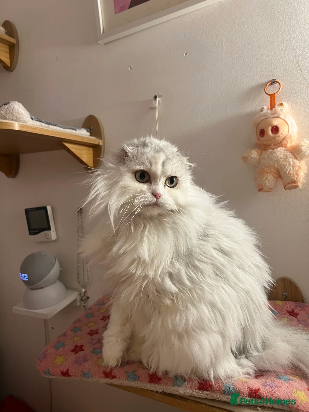 Scottish Fold cats for sale: Gorgeous Scottish Fold Girl - Advert 4