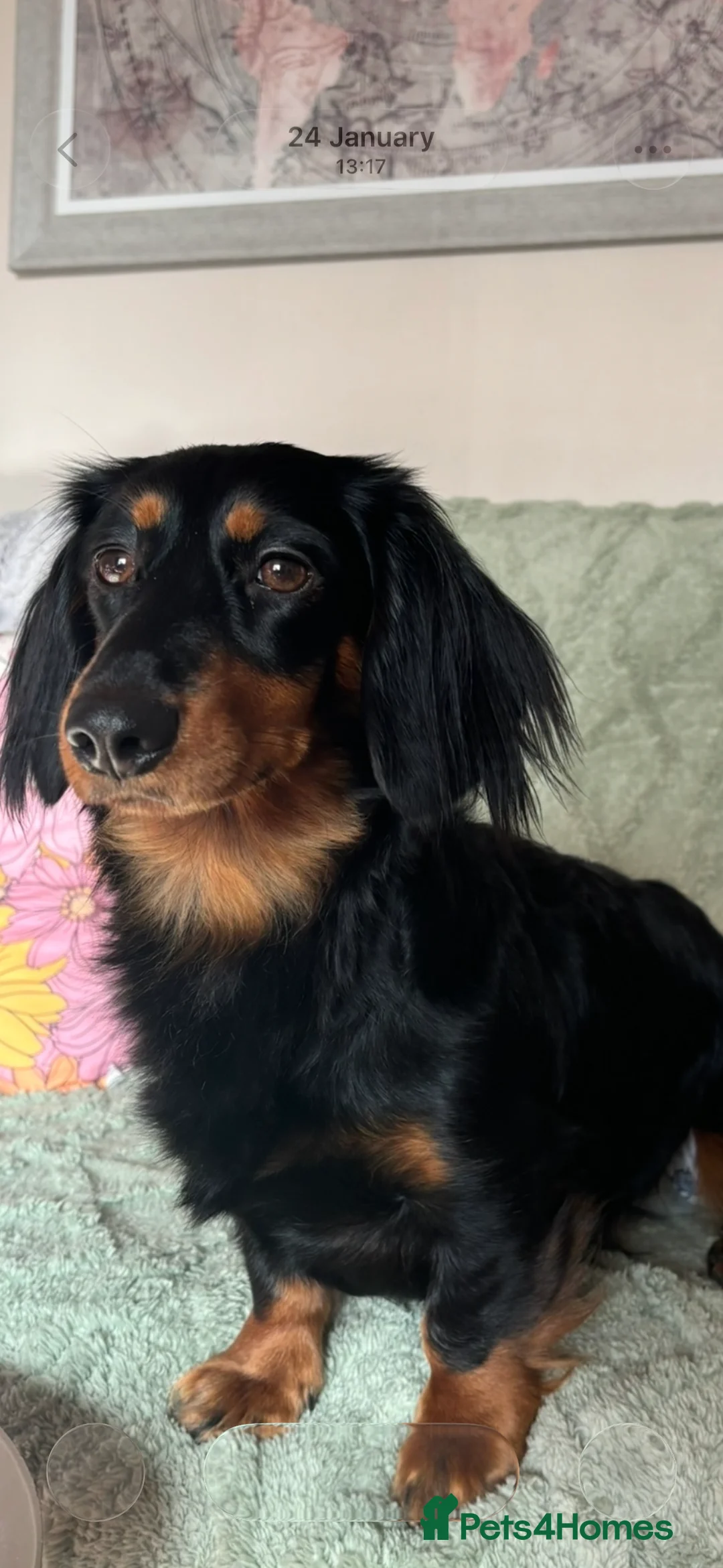 Miniature Dachshund dogs for sale: Miniature long haired dachshund  - Advert 7