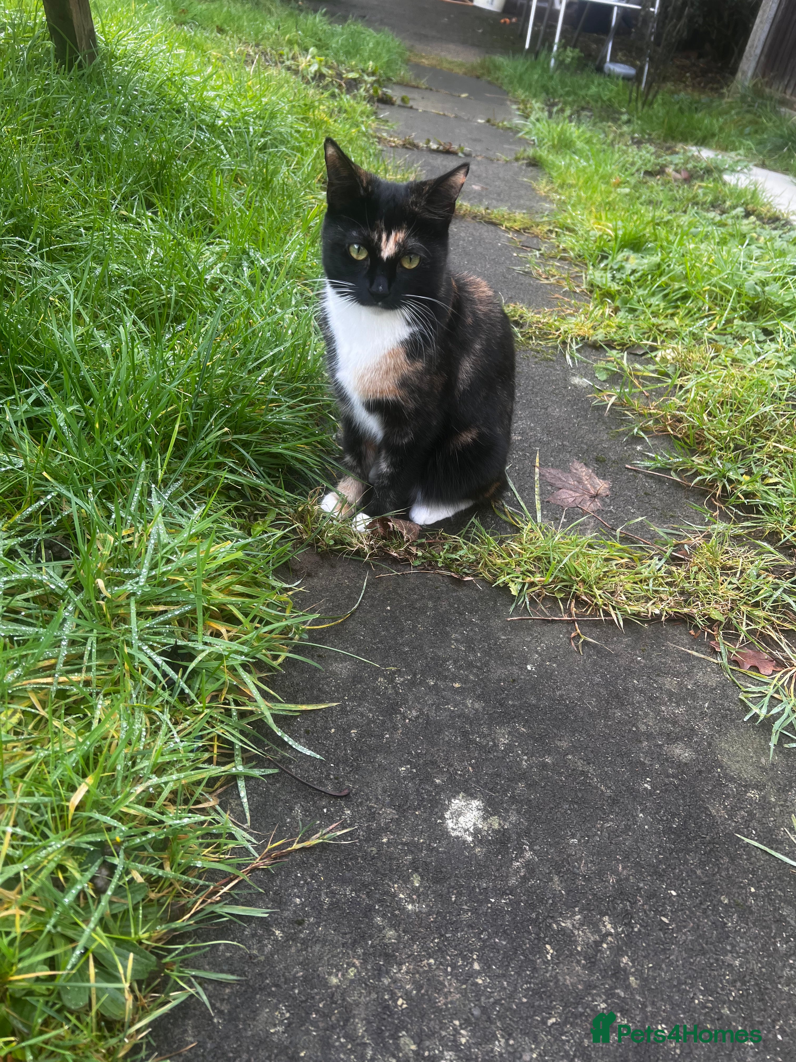 Domestic Shorthair cats Female Cat - Advert 5