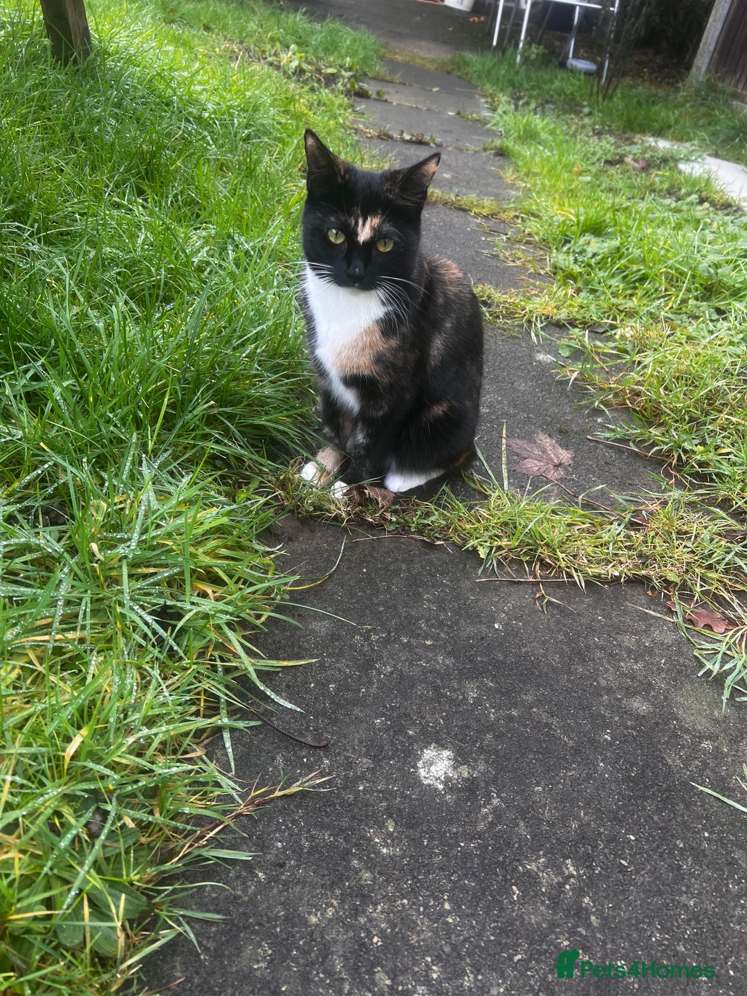 Domestic Shorthair cats for sale: Female Cat - Advert 1