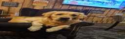 Golden Retriever dogs for stud: Charlie in Twickenham - Advert 10